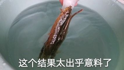 龍魚(yú)喂凍蝦和凍泥鰍食怎么解凍不會(huì)有渣：喂食龍魚(yú)凍蝦和凍泥鰍時(shí)解凍是非常重要的一步，正確解凍方法 龍魚(yú)百科