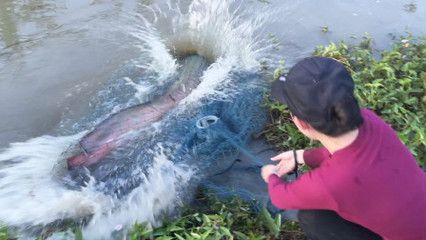 龍魚在水底一動不動就死了：龍魚在水底一動不動就死了嗎？ 龍魚百科 第2張