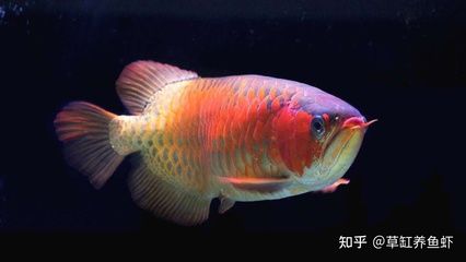 皇冠魚(yú)和龍魚(yú)混養(yǎng)好嗎