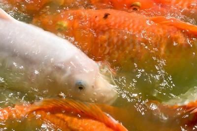 龍魚會被撐死嗎？：龍魚不會因為過度喂食而撐死，過度喂食仍是需要注意的問題 龍魚百科 第1張