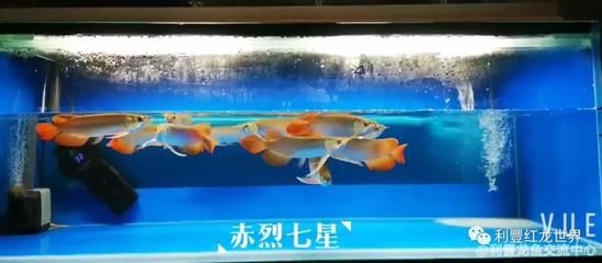 龍魚(yú)入缸幾天換水一次：龍魚(yú)入缸后多久換水一次 龍魚(yú)百科 第2張