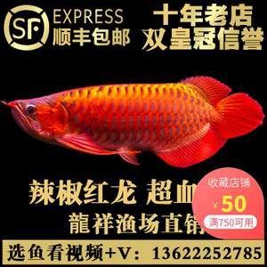 批發(fā)紅龍魚：批發(fā)紅龍魚時(shí)應(yīng)考慮價(jià)格、供應(yīng)商信譽(yù)和運(yùn)輸方式等因素 龍魚百科 第3張