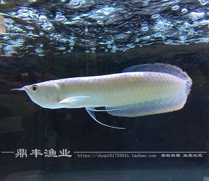 白子黃化龍魚能長(zhǎng)多大：白子黃化龍魚的壽命長(zhǎng)達(dá)數(shù)十年 龍魚百科 第1張