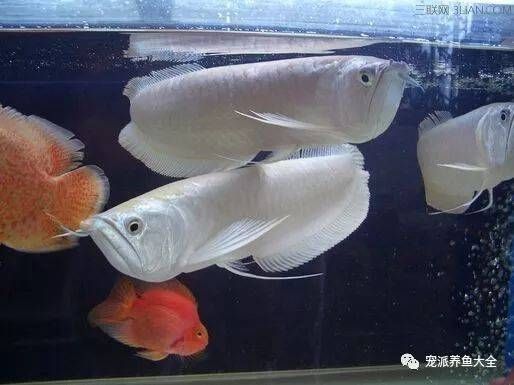 龍魚微微張口是缺氧嗎為什么：龍魚微微張口并不一定表示缺氧 龍魚百科 第1張