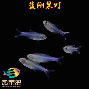 黃龍魚(yú)大概多少錢(qián)一條：黃龍魚(yú)多少錢(qián)一斤