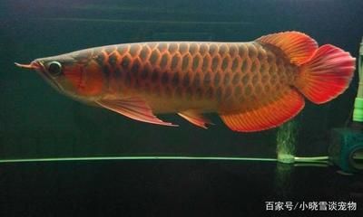 養(yǎng)紅龍魚一般正常的喂食時(shí)間是多少呢：養(yǎng)紅龍魚一般喂食時(shí)間