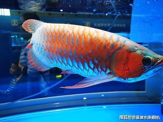 龍魚(yú)缸出水口設(shè)計(jì)成造浪泵行嗎：龍魚(yú)缸出水口設(shè)計(jì) 龍魚(yú)百科 第1張