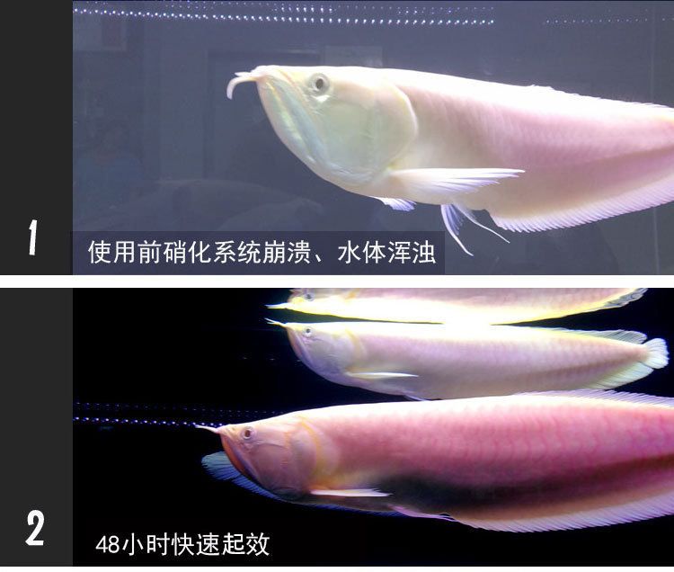 龍魚水質(zhì)要求標準：龍魚水質(zhì)要求標準介紹 龍魚百科 第2張