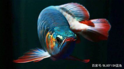 黑帶龍魚成體：關(guān)于黑帶龍魚成體特征的詳細(xì)介紹