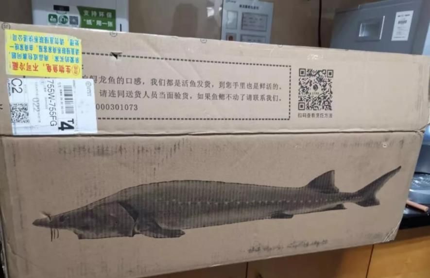 龍魚寄快遞怎么包裝？：傳統(tǒng)的龍魚快遞包裝方法主要包括以下幾個步驟 龍魚百科 第3張