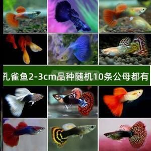 觀賞魚藍龍魚怎么養(yǎng)殖：藍龍魚的養(yǎng)殖方法，