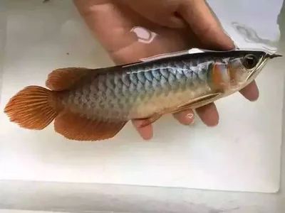 龍魚的顏色變淺了是生病了嗎怎么治：龍魚的顏色變淺了是生病了嗎 龍魚百科 第2張