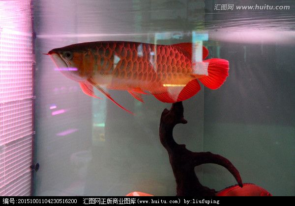 金魚和金龍魚能混養(yǎng)：探討金魚和金龍魚是否能混養(yǎng)之前，我們需要了解這兩種魚類的基本特性