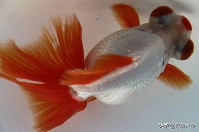 屬龍的人不能養(yǎng)魚嗎為什么：屬龍的人是否適合養(yǎng)魚之前 龍魚百科 第3張