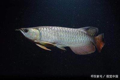 金龍魚掉鱗片：金龍魚掉鱗片可能是由于多種原因引起的，飼養(yǎng)者需要注意 龍魚百科 第2張