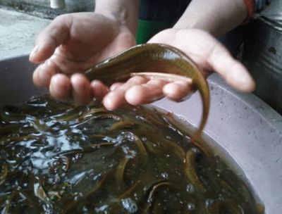 喂食龍魚活泥鰍怎么消毒的：喂食龍魚活泥鰍怎么消毒 龍魚百科 第1張