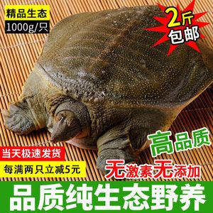 龍魚吃甲魚的好處：吃甲魚對身體有什么好處？