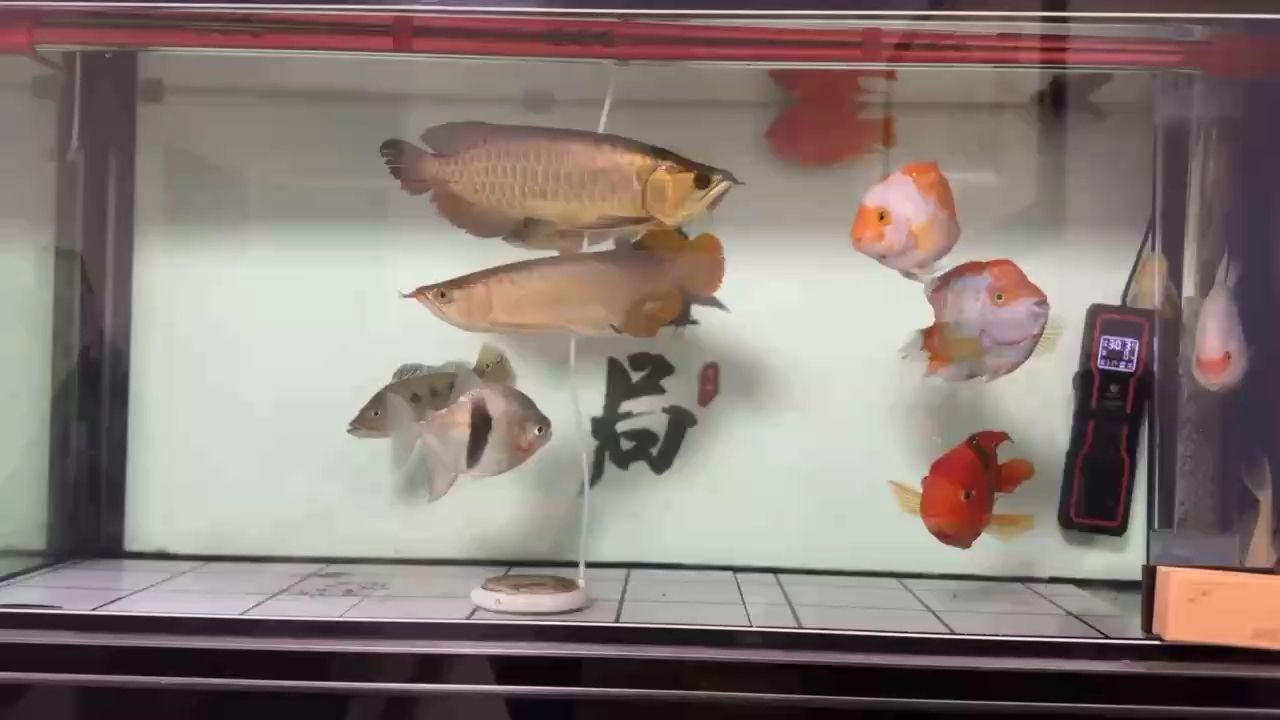 ：魚樂世界cyl評(píng)論：棒棒噠 觀賞魚論壇