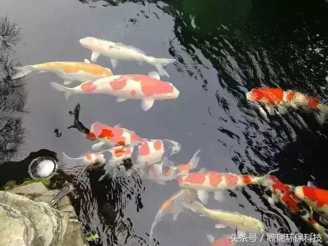 龍魚的飼料能喂錦鯉嗎：龍魚和錦鯉在飼養(yǎng)時(shí)有一些關(guān)鍵的區(qū)別，可能影響它們是否可以共享飼料