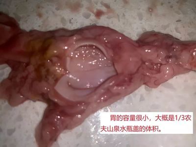 龍魚吃食老是咀嚼半天不吃了會(huì)死嗎：龍魚在吃食時(shí)咀嚼半天而不吃的情況會(huì)導(dǎo)致其死亡嗎 龍魚百科 第2張