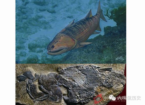 龍魚化石：龍魚化石的發(fā)現(xiàn)與研究 龍魚百科 第2張