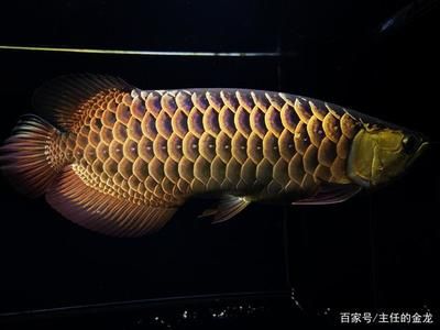 李亞四金龍魚價(jià)格：李亞四金龍魚價(jià)格信息：李亞四金龍魚的價(jià)格信息 龍魚百科 第3張