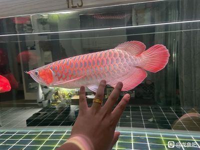 龍魚吧百度貼吧官網(wǎng)：關于龍魚吧百度貼吧官網(wǎng)的詳細信息