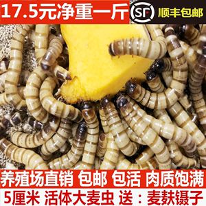 金龍魚長期喂面包蟲可以嗎？：金龍魚可以適量喂食面包蟲但不建議長期單一喂食面包蟲 龍魚百科 第2張