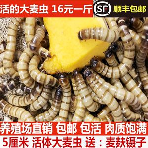 金龍魚長期喂面包蟲可以嗎？：金龍魚可以適量喂食面包蟲但不建議長期單一喂食面包蟲 龍魚百科 第3張