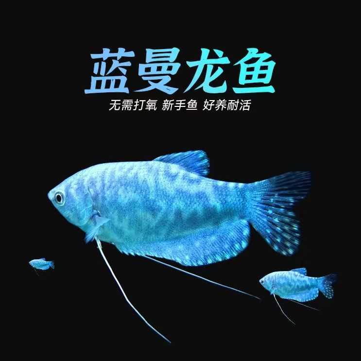 黃曼龍魚和金魚一起養(yǎng)：黃曼龍魚和金魚可以一起養(yǎng)嗎？