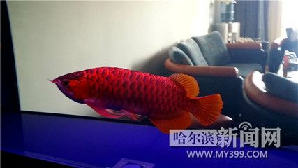 紅龍魚魚苗嘴巴紅嗎：紅龍魚和紅龍魚有什么區(qū)別 龍魚百科 第3張