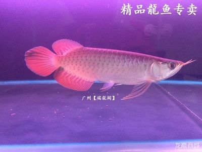 專業(yè)龍魚缸尺寸：好聽的龍魚專賣店名