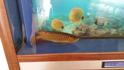 龍魚(yú)不吃魚(yú)缸里的小魚(yú)：龍魚(yú)拒絕食用魚(yú)缸里的小魚(yú)時(shí)，可能是由多種因素引起的