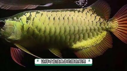 金龍魚是不是淡水魚：金龍魚是一種生活在淡水環(huán)境中生活在淡水環(huán)境中的魚類