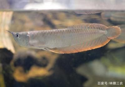 養(yǎng)魚(yú)銀龍養(yǎng)幾條好：養(yǎng)銀龍魚(yú)的數(shù)量選擇 龍魚(yú)百科 第2張