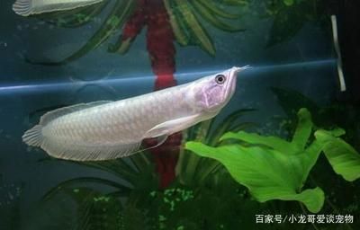 養(yǎng)魚(yú)銀龍養(yǎng)幾條好：養(yǎng)銀龍魚(yú)的數(shù)量選擇 龍魚(yú)百科 第3張