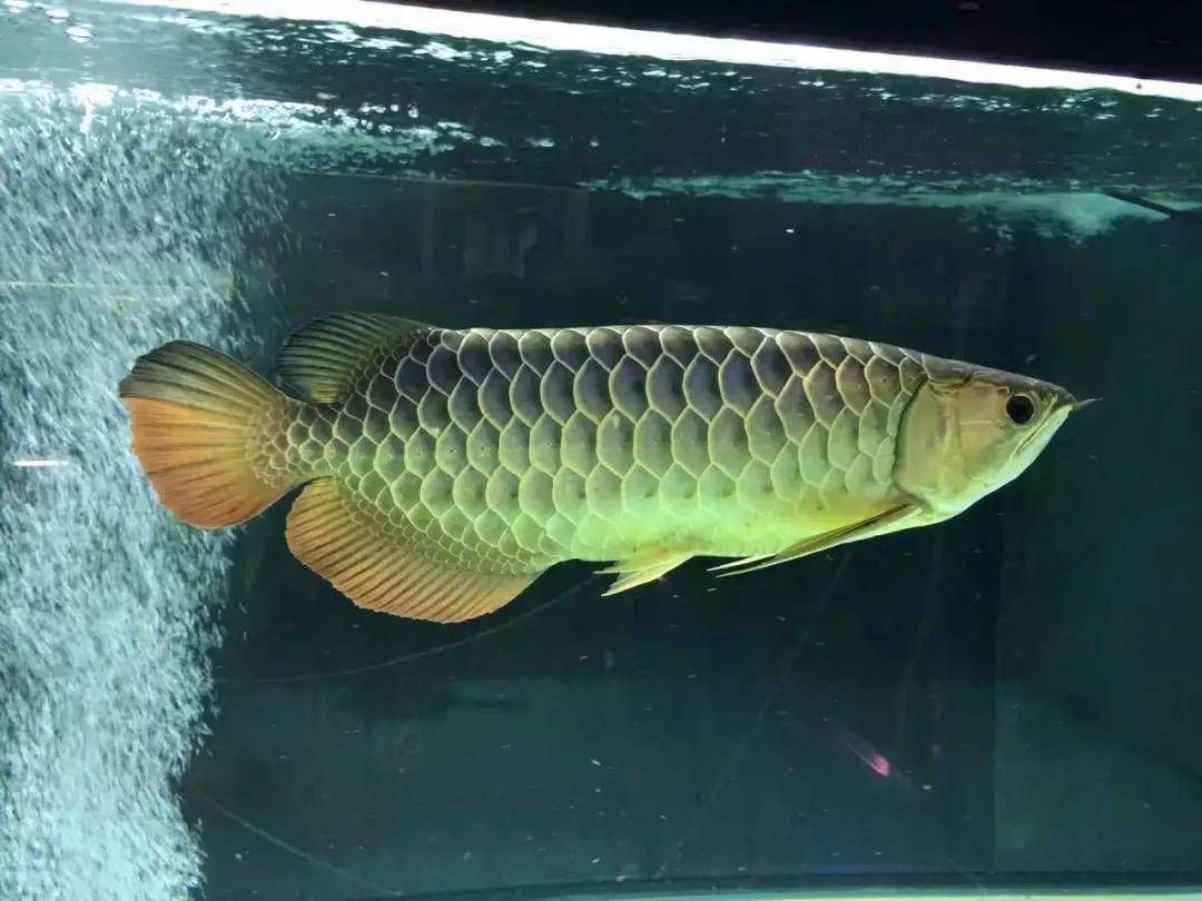 過背金龍魚一年可以長多大魚：過背金龍魚一年可以長多大魚過背金龍魚一年可以長多大魚