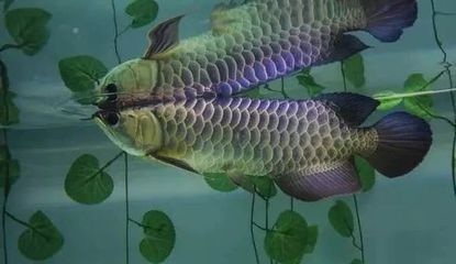 龍魚(yú)開(kāi)口吃了第二天又不吃了：龍魚(yú)開(kāi)口吃了第二天又不吃了怎么辦