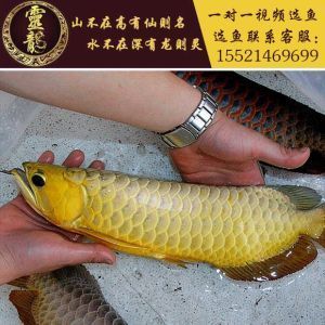 24k金龍魚什么意思?。篭