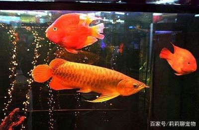 龍魚打架怎么辦：對于龍魚打架的問題，這里有幾種可能可能的解決方案 龍魚百科 第1張