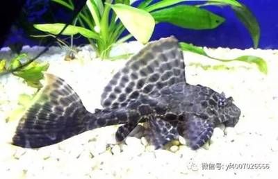 龍魚打架怎么辦：對于龍魚打架的問題，這里有幾種可能可能的解決方案 龍魚百科 第2張