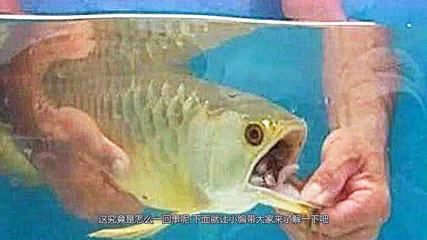 金龍魚不吃活食：金龍魚不吃活食怎么辦 龍魚百科 第2張