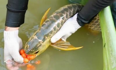 金龍魚喂蝦好還是小魚好：金龍魚喂蝦和喂小魚各有優(yōu)缺點，金龍魚喂蝦好還是小魚好