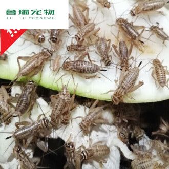 龍魚吃蟋蟀的好處是什么：龍魚吃蟋蟀的一些潛在好處 龍魚百科 第3張