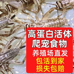 龍魚吃蟋蟀的好處是什么：龍魚吃蟋蟀的一些潛在好處 龍魚百科 第1張