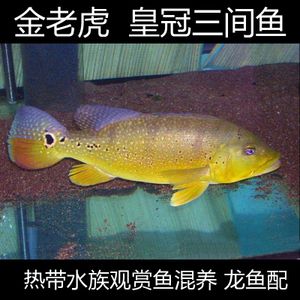 龍魚怎么訓(xùn)練膽大的：如何訓(xùn)練龍魚的膽子 龍魚百科 第2張