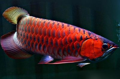 飛鳳和龍魚(yú)比例：飛鳳和龍魚(yú)的比例