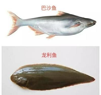 巴沙魚是不是龍利魚：巴沙魚和龍利魚的區(qū)別 龍魚百科 第3張