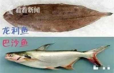 巴沙魚是不是龍利魚：巴沙魚和龍利魚的區(qū)別 龍魚百科 第4張