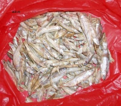 麥穗魚怎么處理后喂龍魚：將麥穗魚喂給龍魚之前需要對其進(jìn)行消毒處理這項(xiàng)步驟